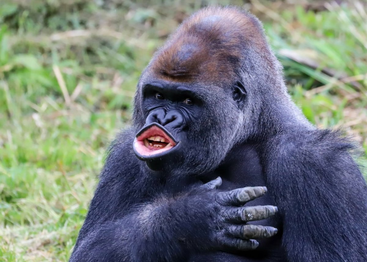 Обезьяна с большими губами