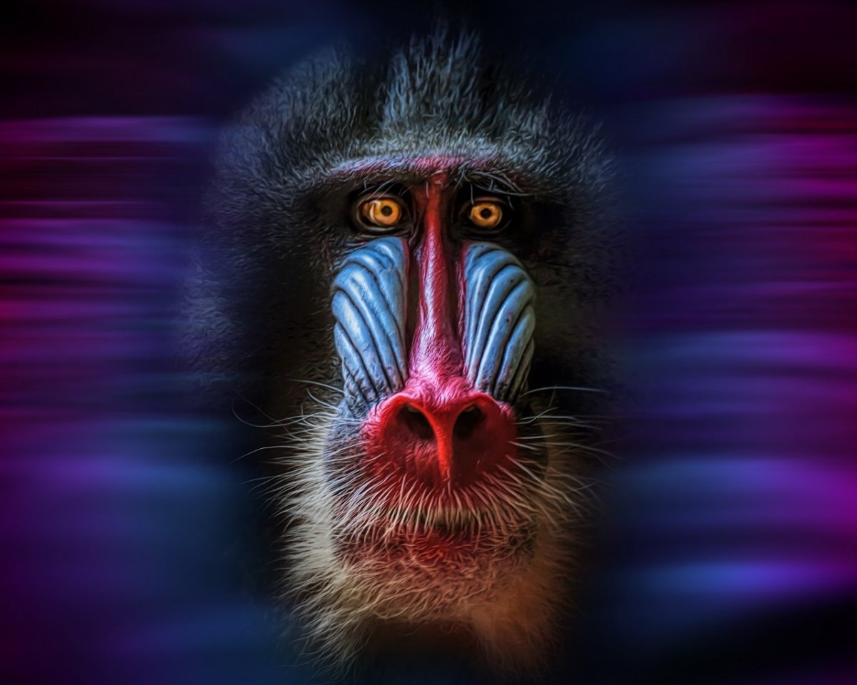 Мандрил Альфа самец