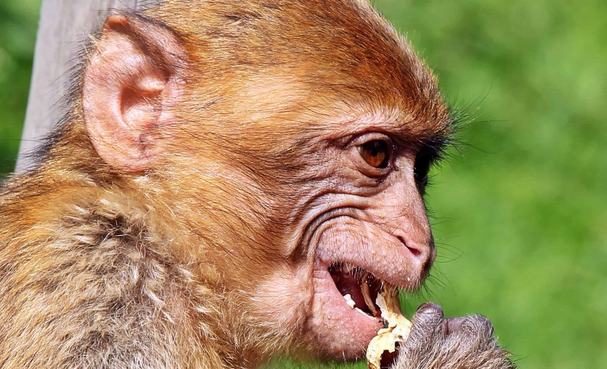 Дарвинов бугорок рудимент