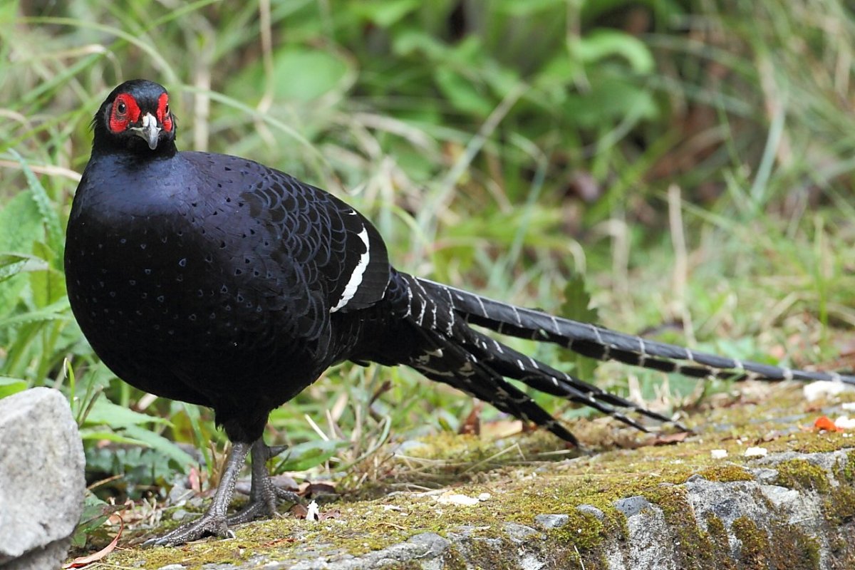 Пёстрый фазан Микадо