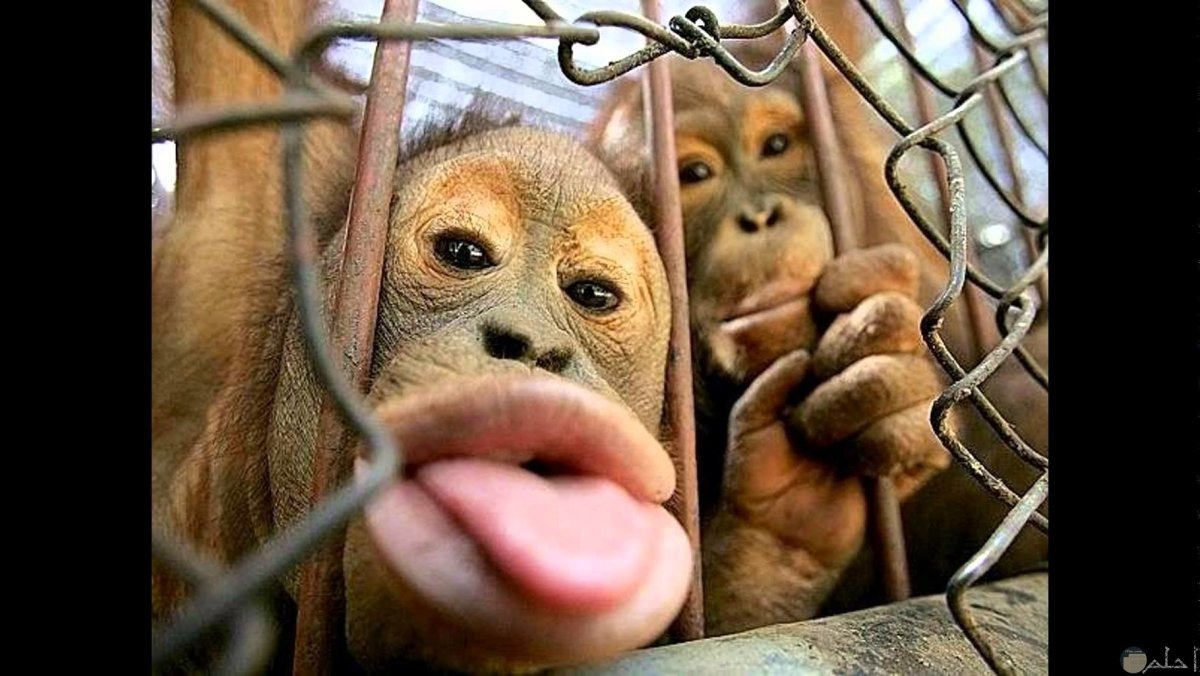 Мистер Бабуин