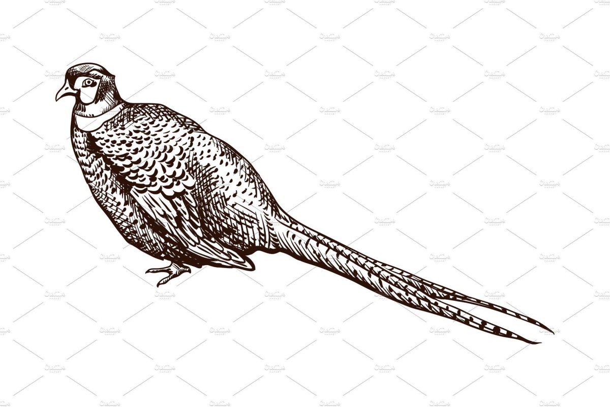 Фазан охотничий обыкновенный