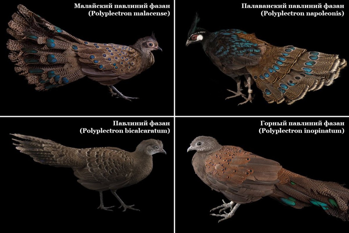 Японский фазан Кидзи