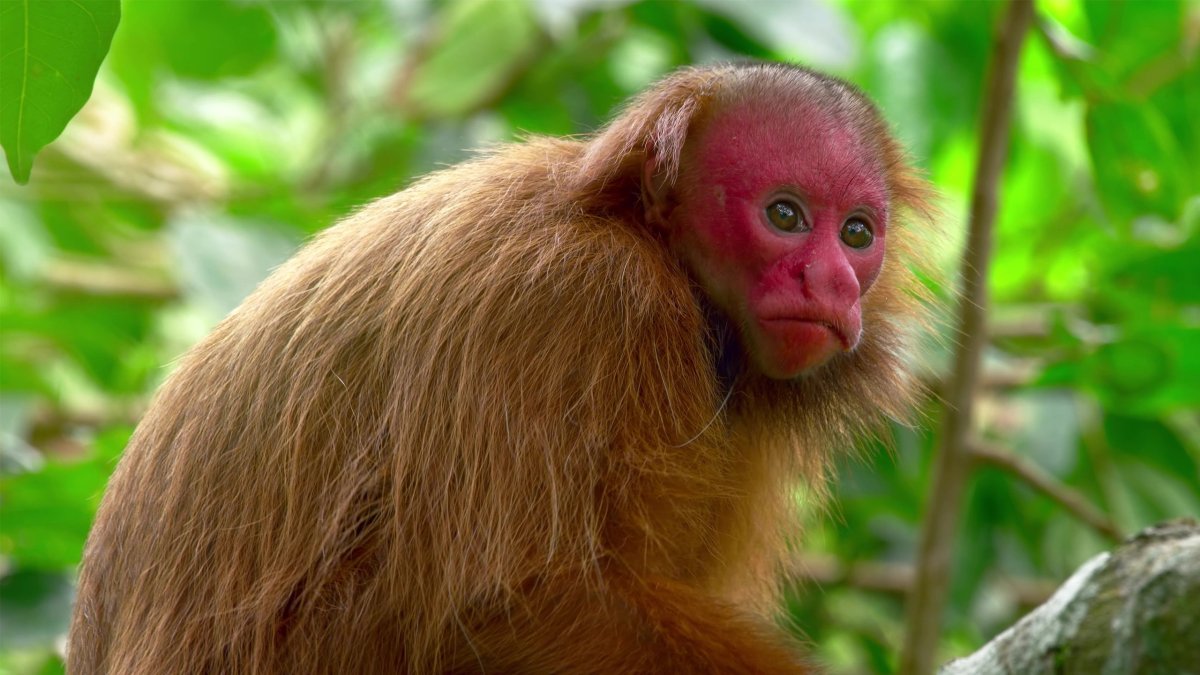 Макака смешная