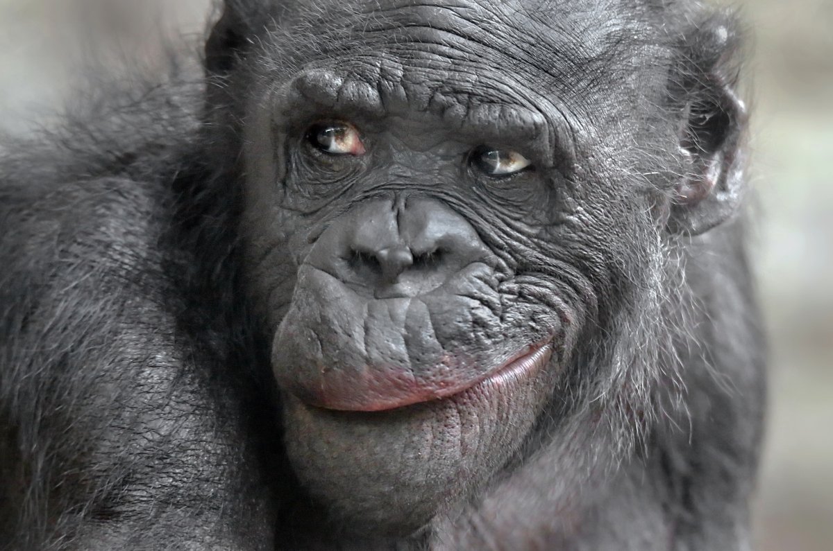 Макака шимпанзе горилла