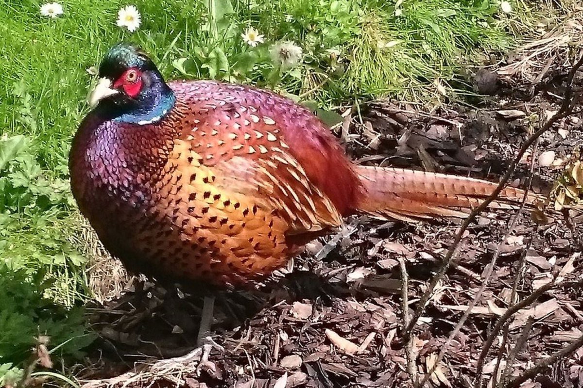 Клинохвостый фазан