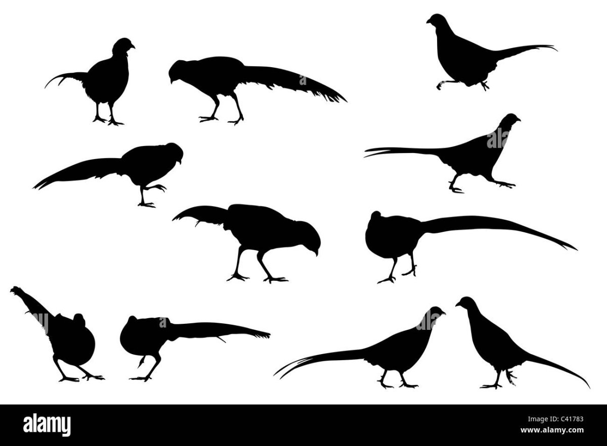 Фазан силуэт