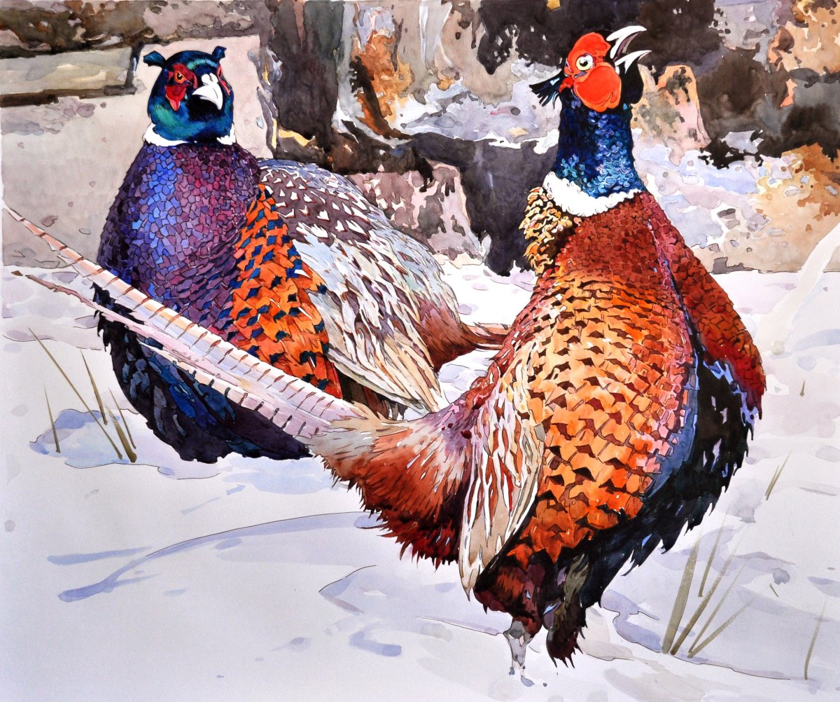 Фазан трагопан