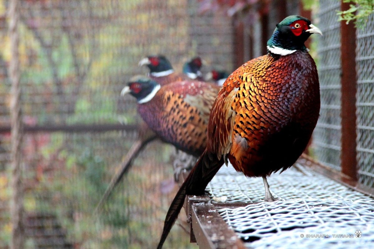 Пёстрый фазан Микадо