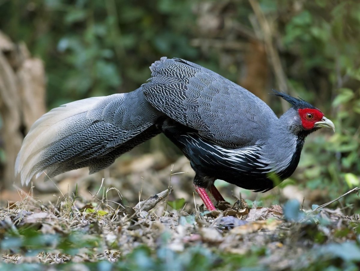 Фазан лофура