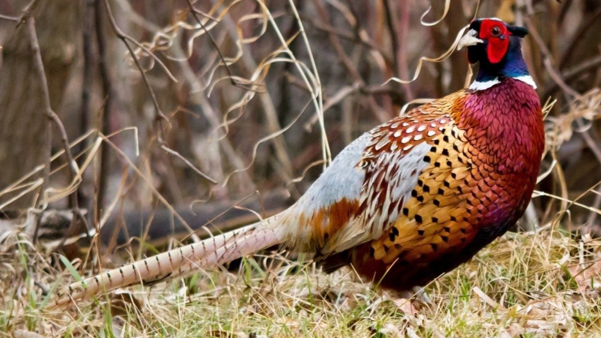 Карл Эндрю Уитфилд картины