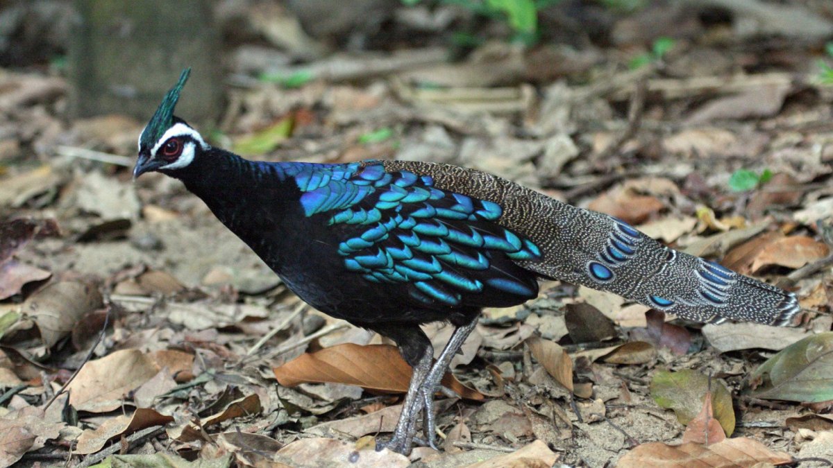 Королевский алмазный фазан