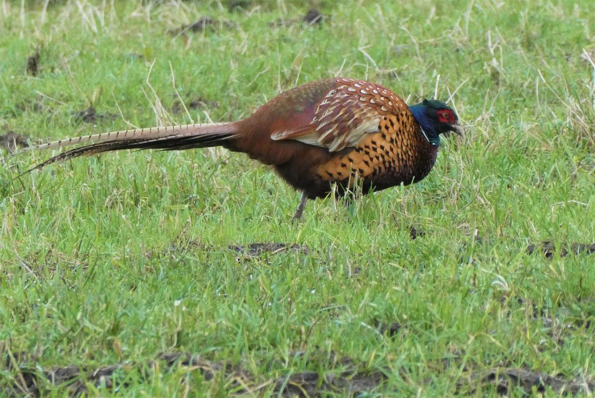 Фазан Крымский