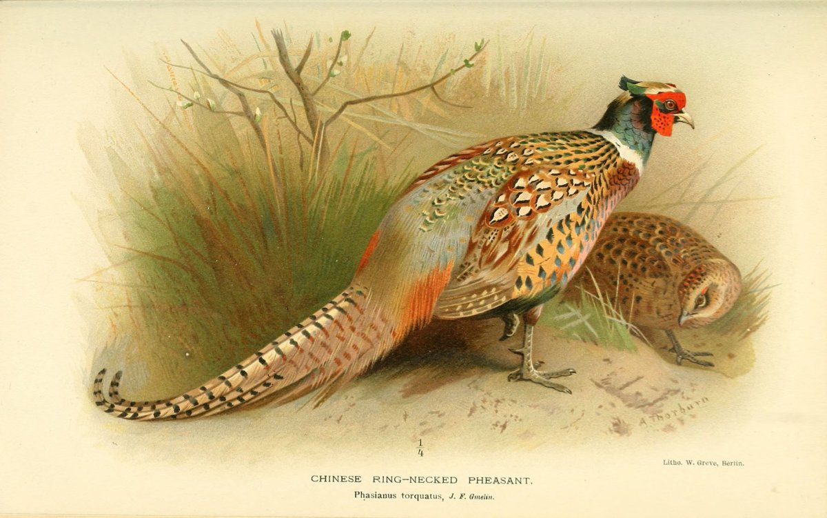 Фазан гравюра