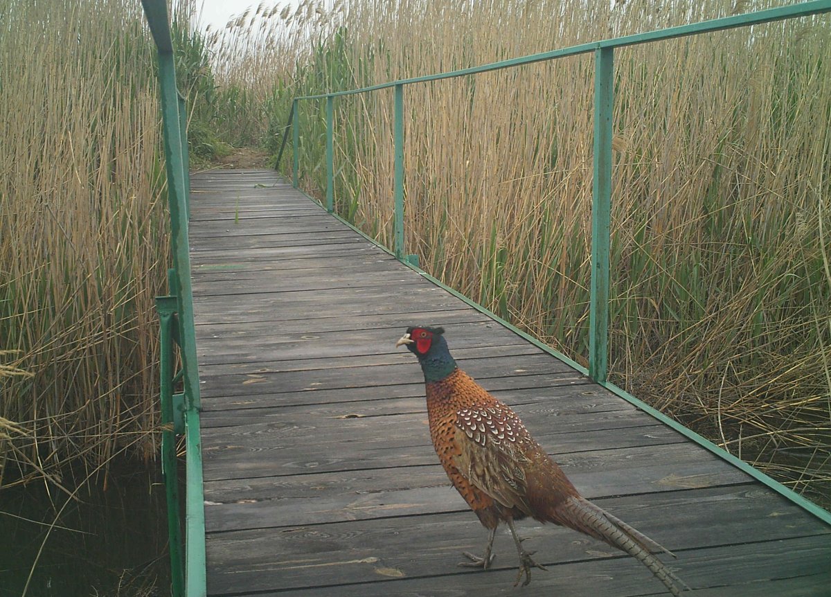 Фазан птица хвост