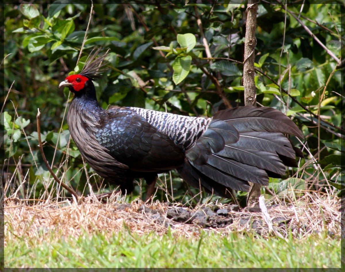Трагопан сатир птица