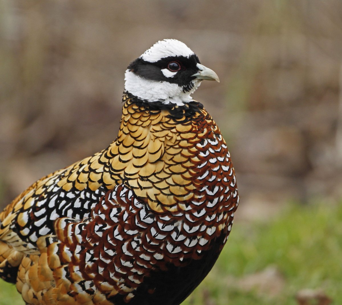 Наброски фазана