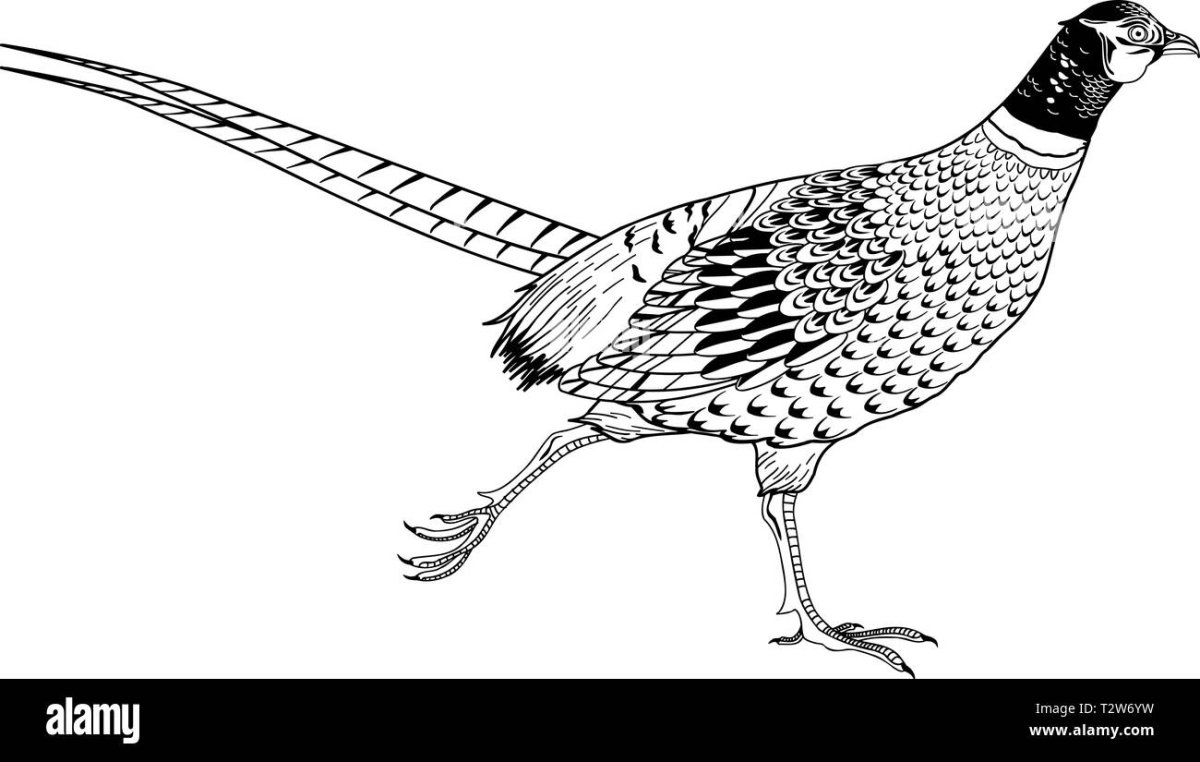 Красноспинный фазан