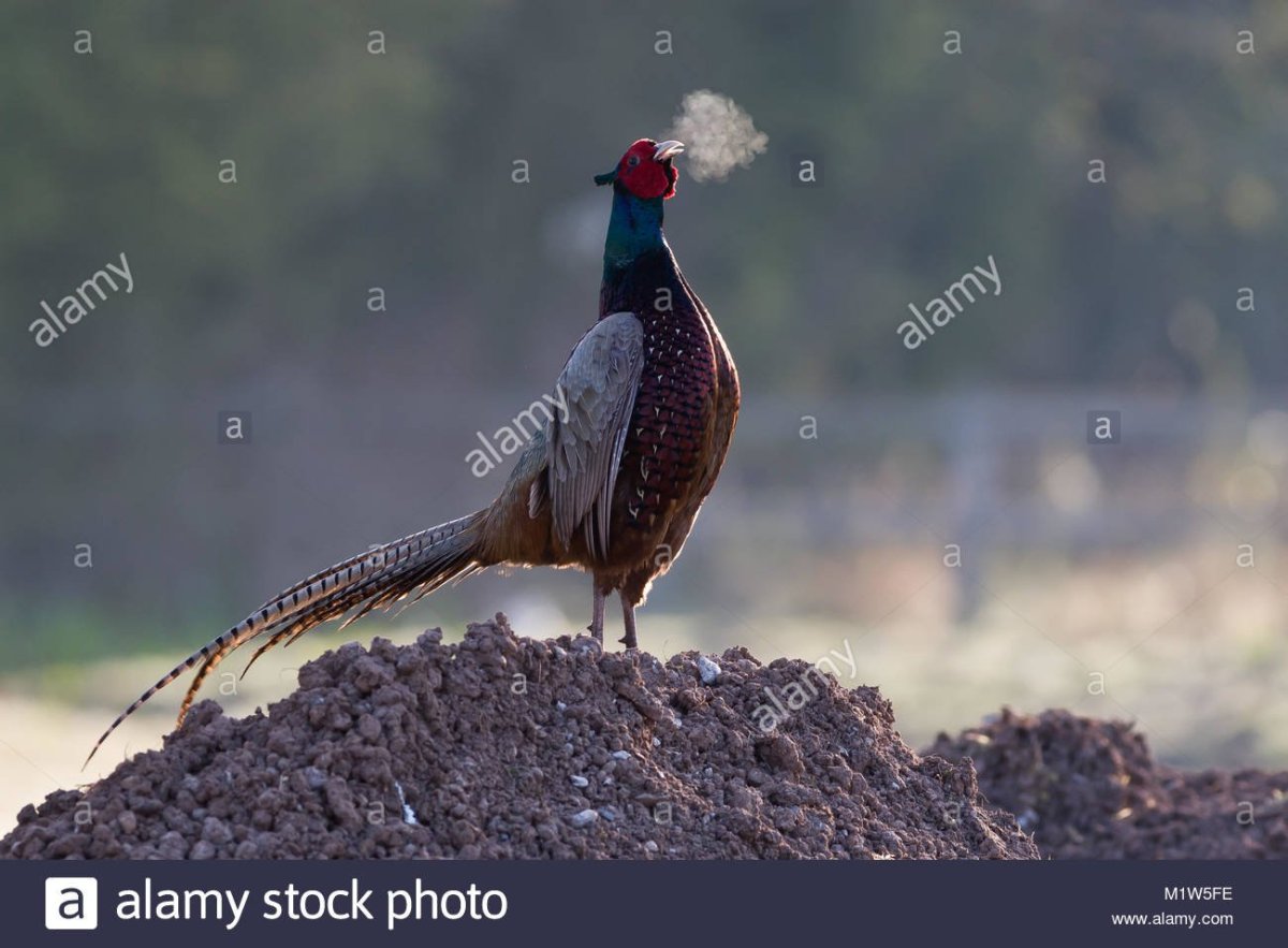 Павлиний фазан Аргус