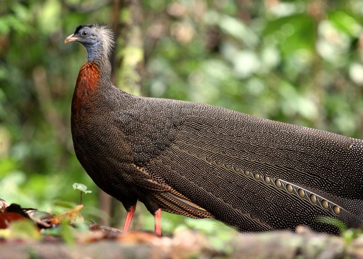 Зелёный фазан «Кидзи» арт