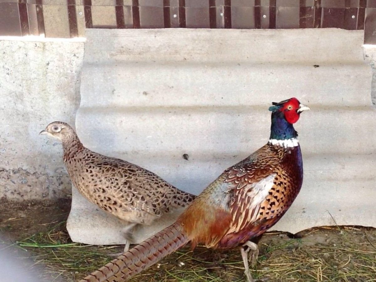 Фазан силуэт