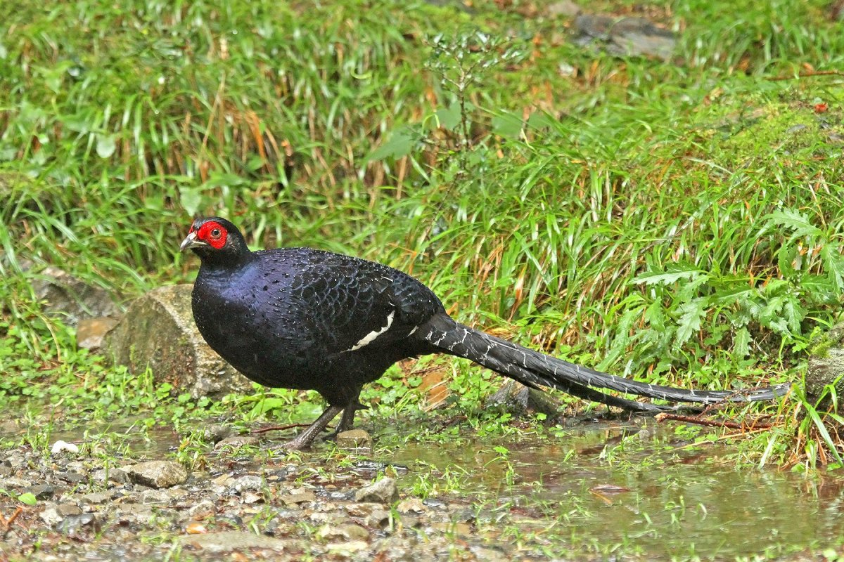 Обыкновенный фазан самка и самец