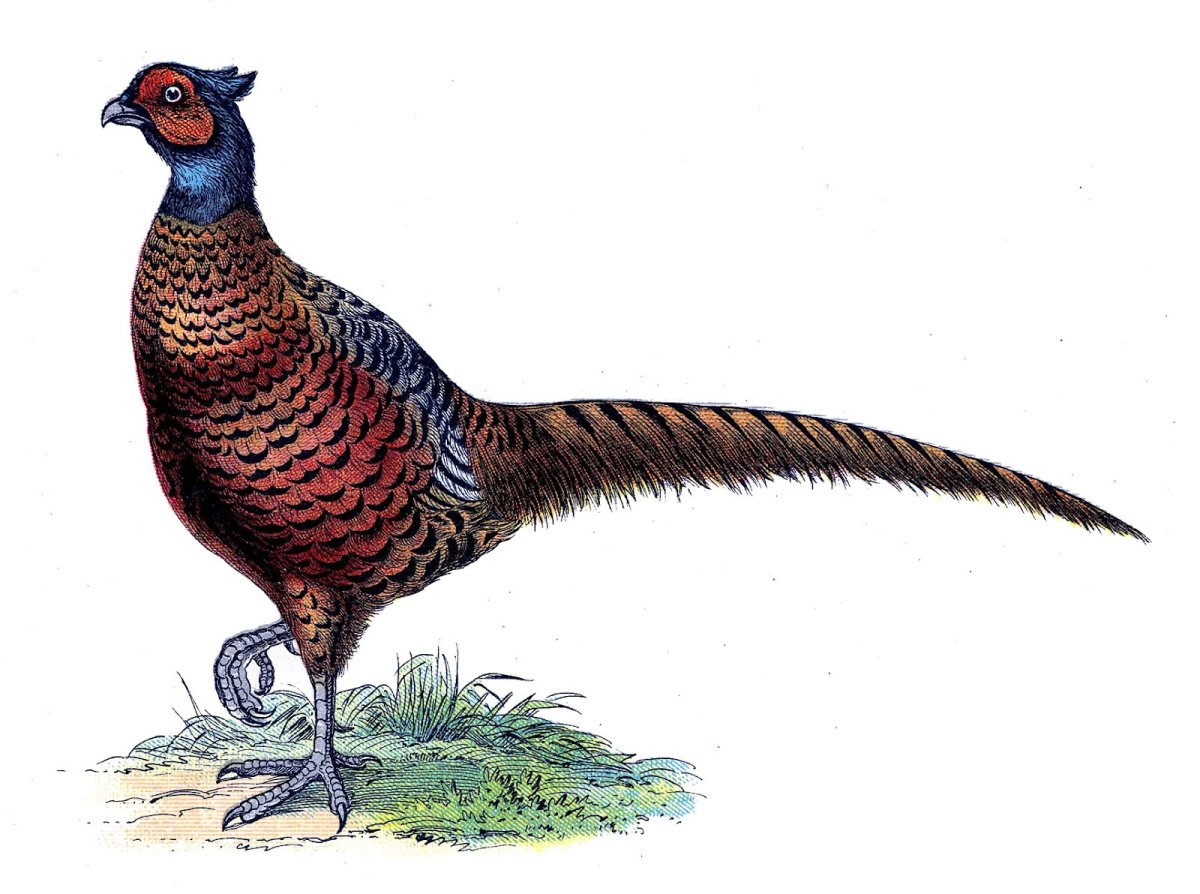 Маньчжурский фазан