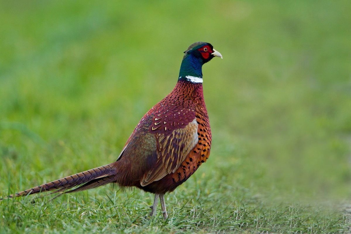 Фазан Микадо