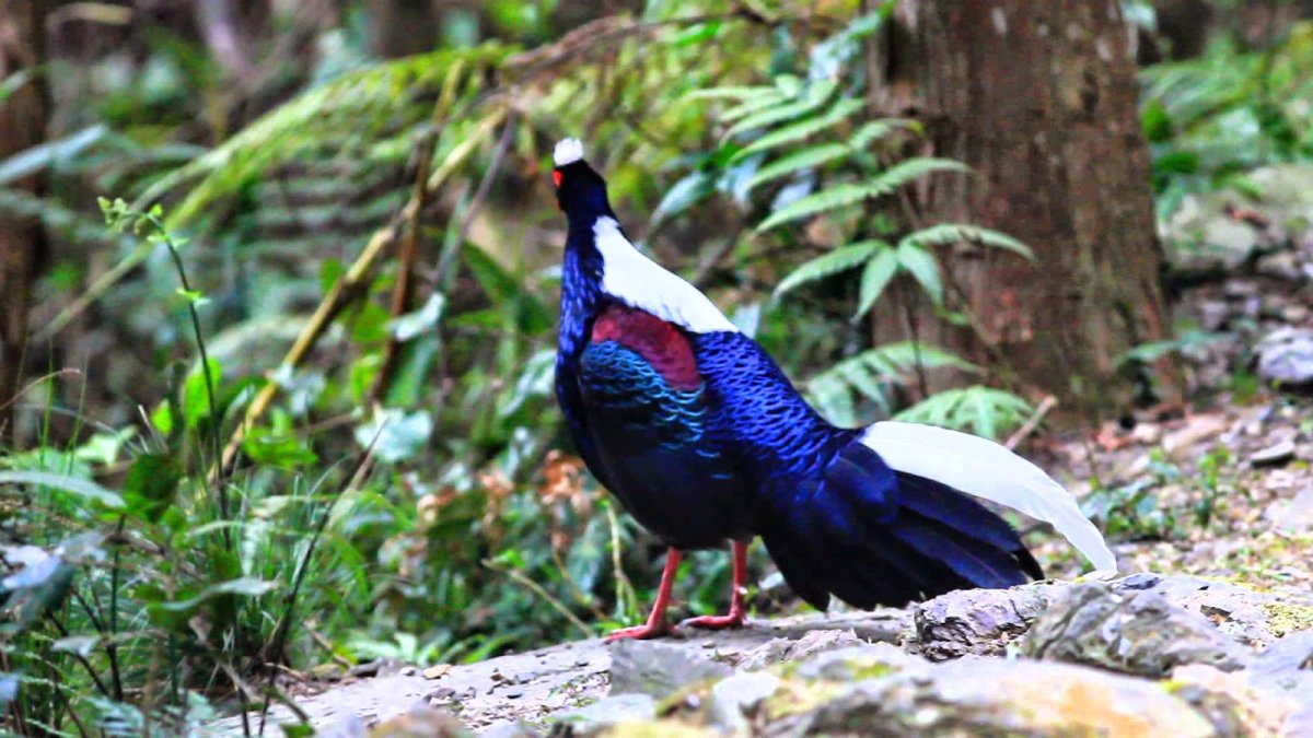 Птицы художник Арчибальд Торберн