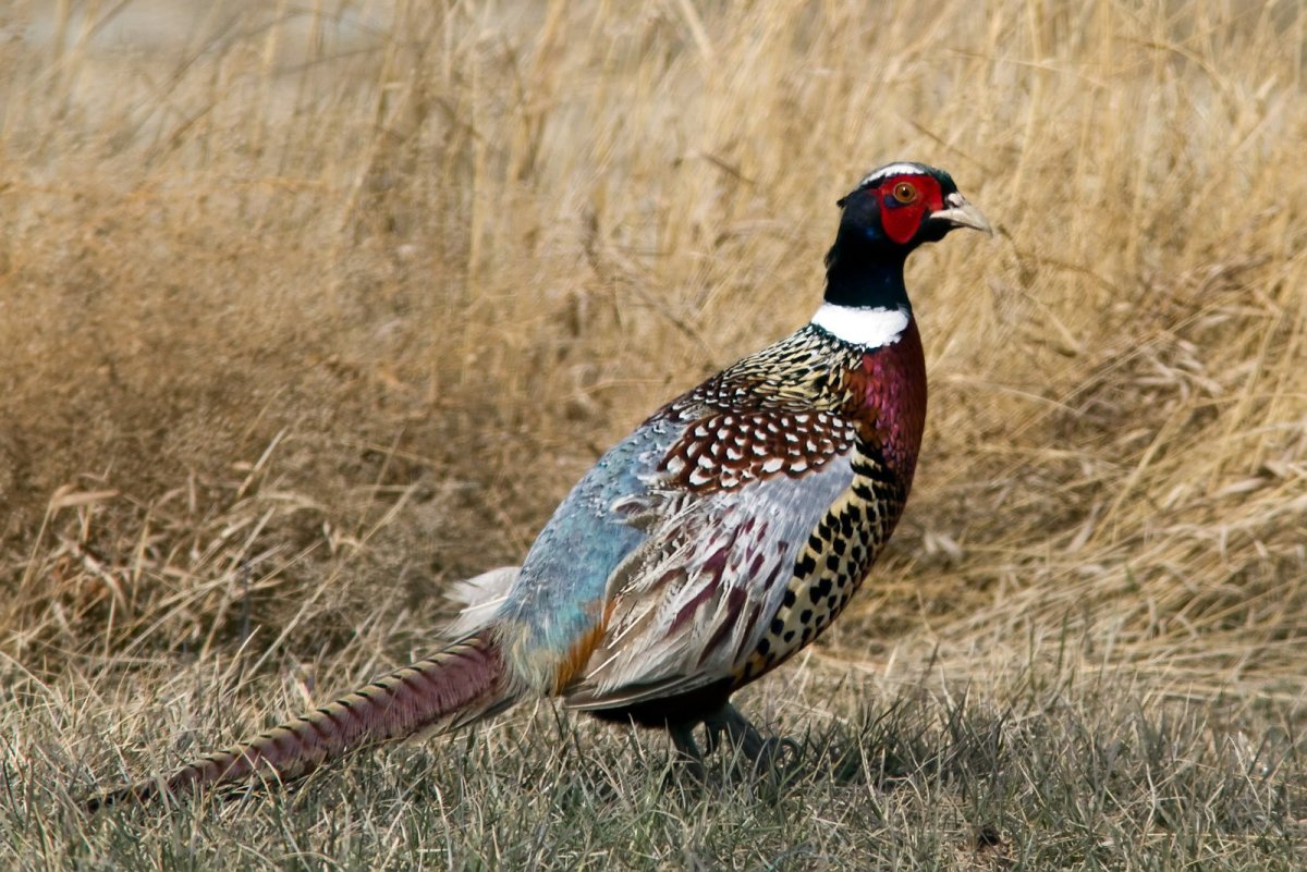 Фазан охотничий румынский