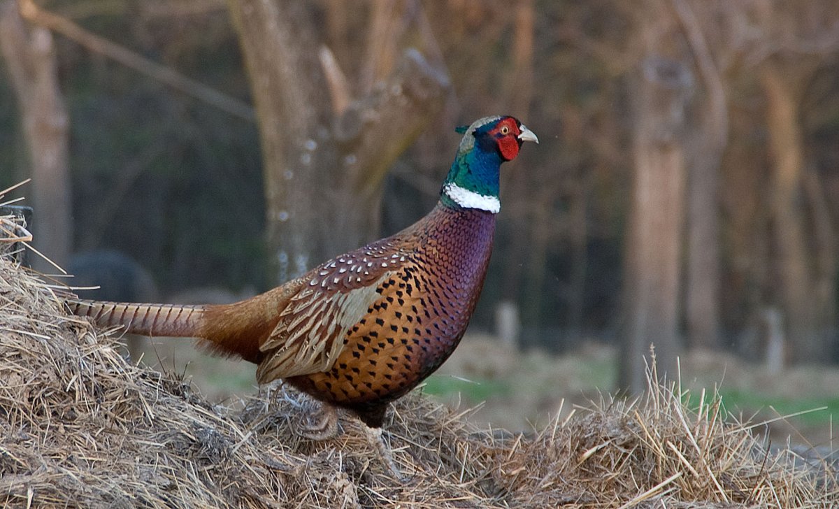 Монал фазан