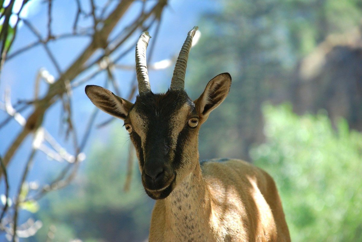 Горная коза Тоскана