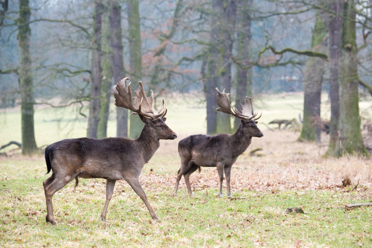 Ильменский заповедник косуля
