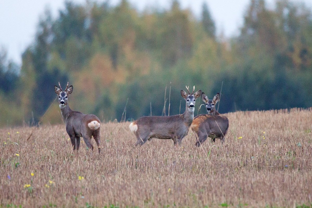 Дикие козы Средиземноморья