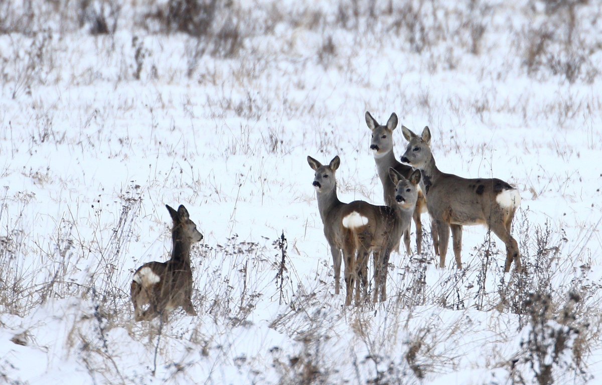 Серна Горная коза