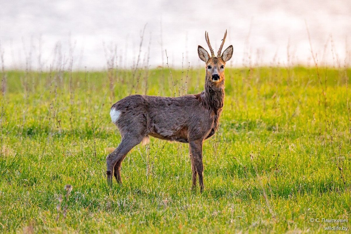 Европейская косуля кавказский заповедник