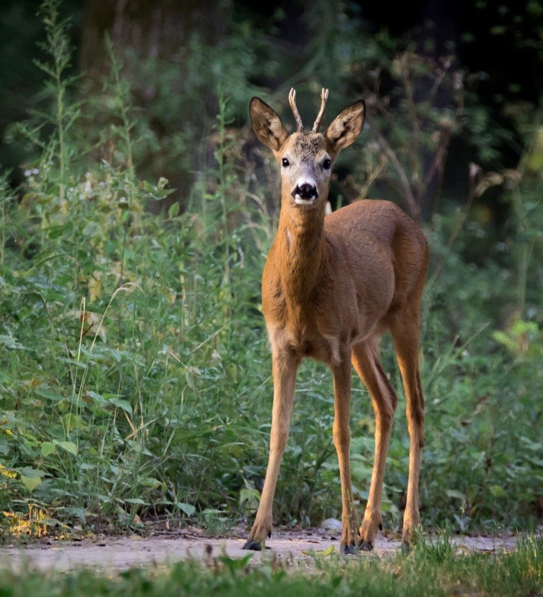 Лесная коза Дикая коза