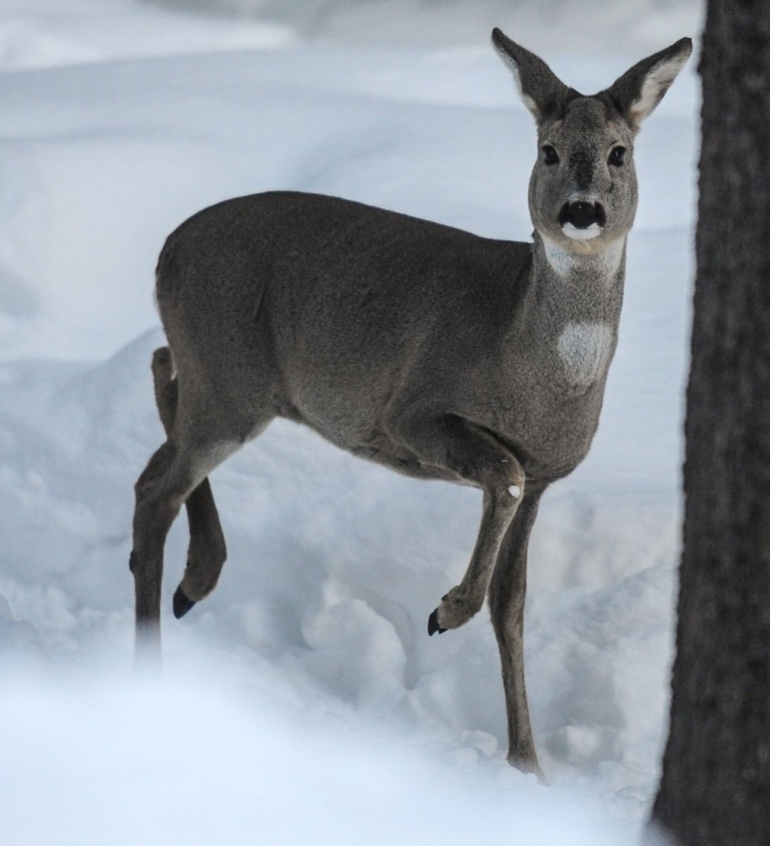 Дикая коза фото