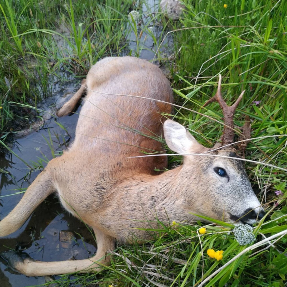 Хвост косули