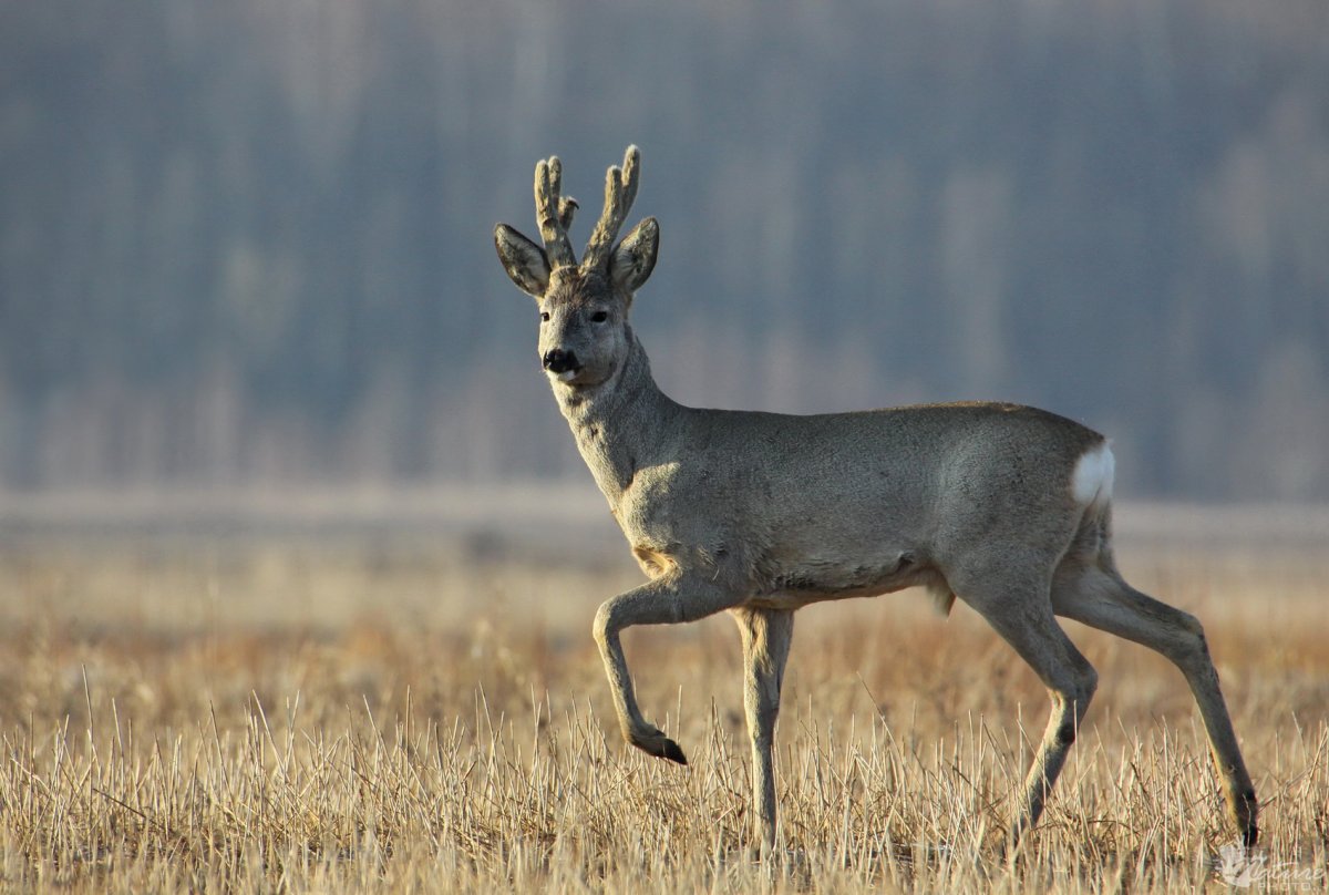 Косуля европейская (лат. Capreolus capreolus)