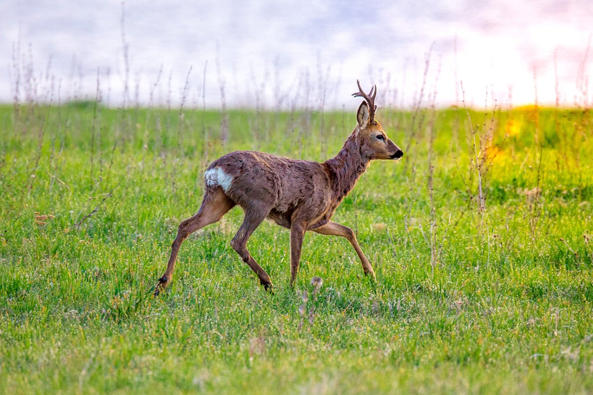 Лесная коза Дикая коза