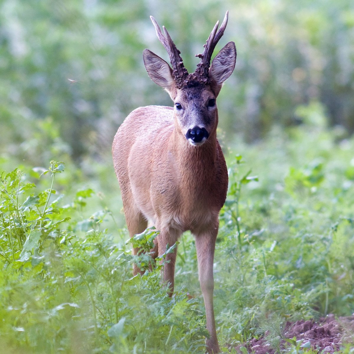 Сычуаньская косуля