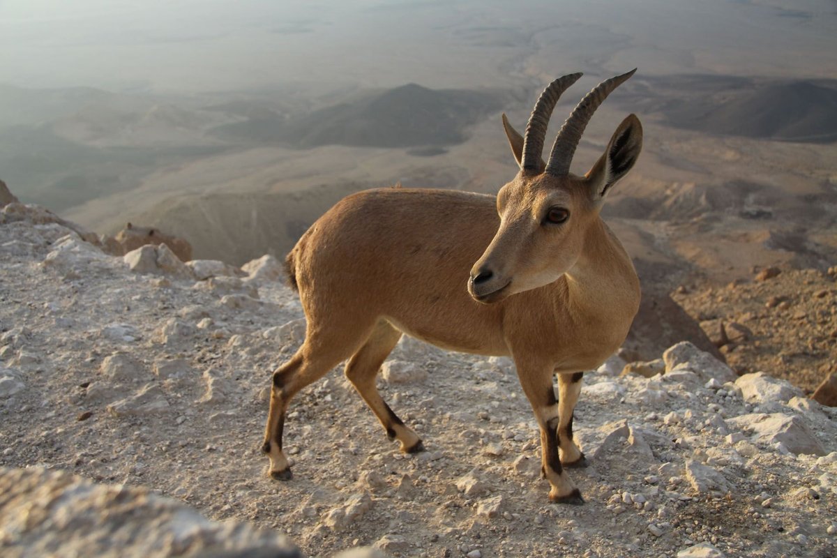 Нарочанский национальный парк животные