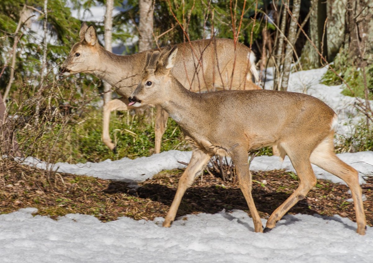 Косуля Дикая коза