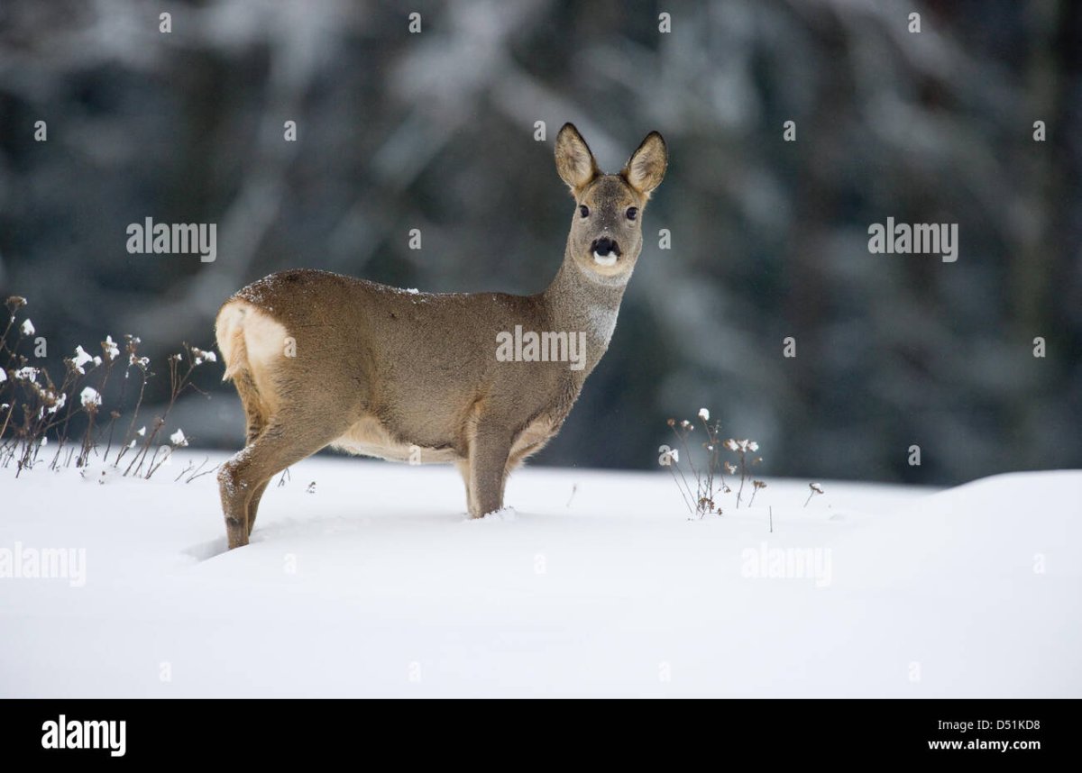 Косуля Сибирская