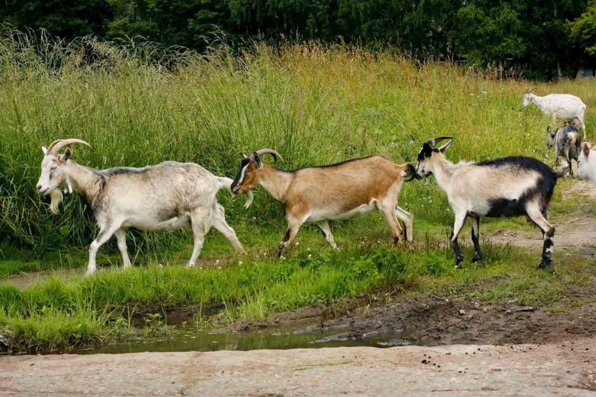 Себирский горный козёл