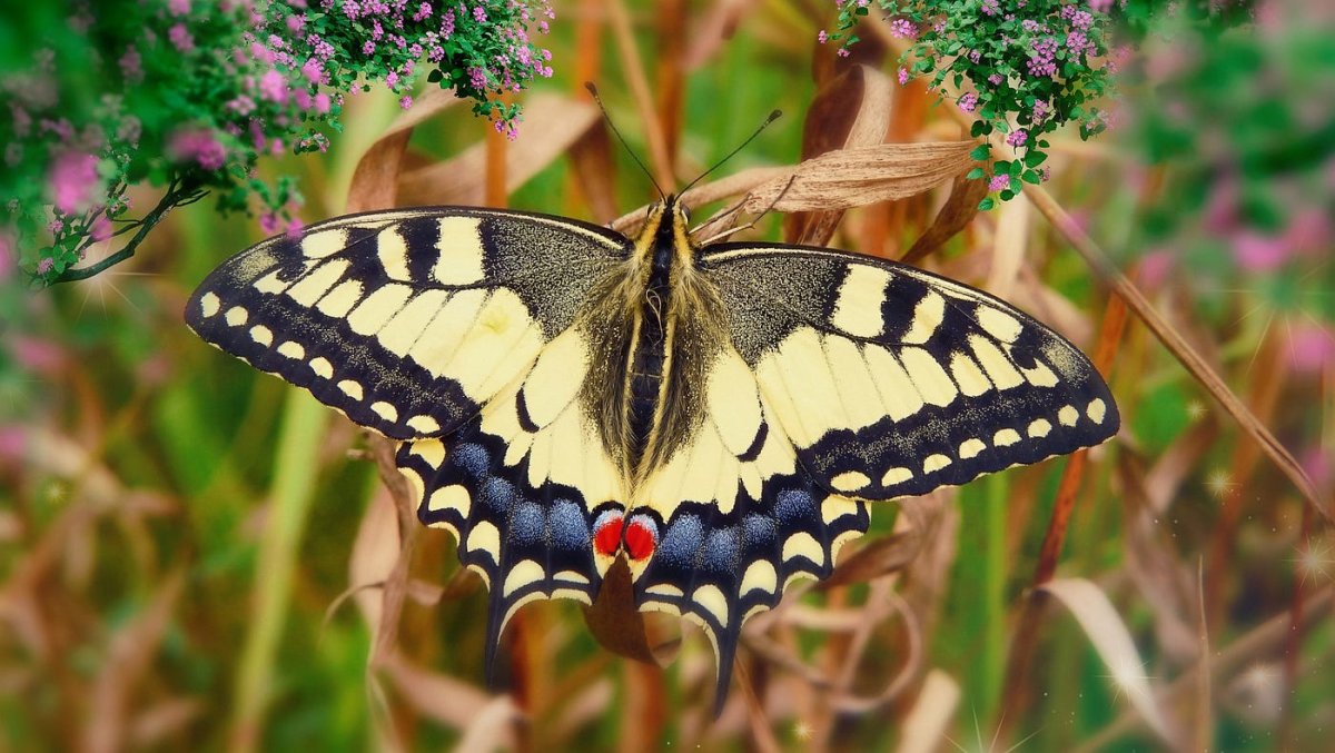 Бабочка желтая с черными пятнами