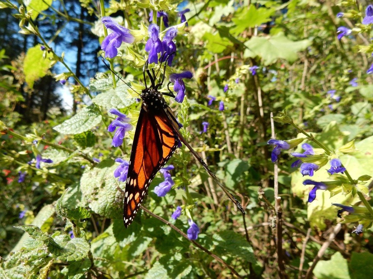 Бабочки Самарской Луки