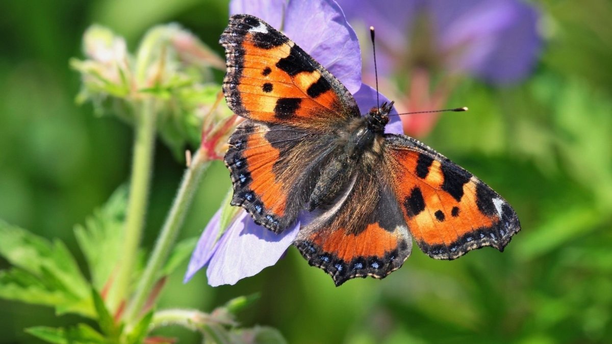 Бабочка Адмирал крапивница