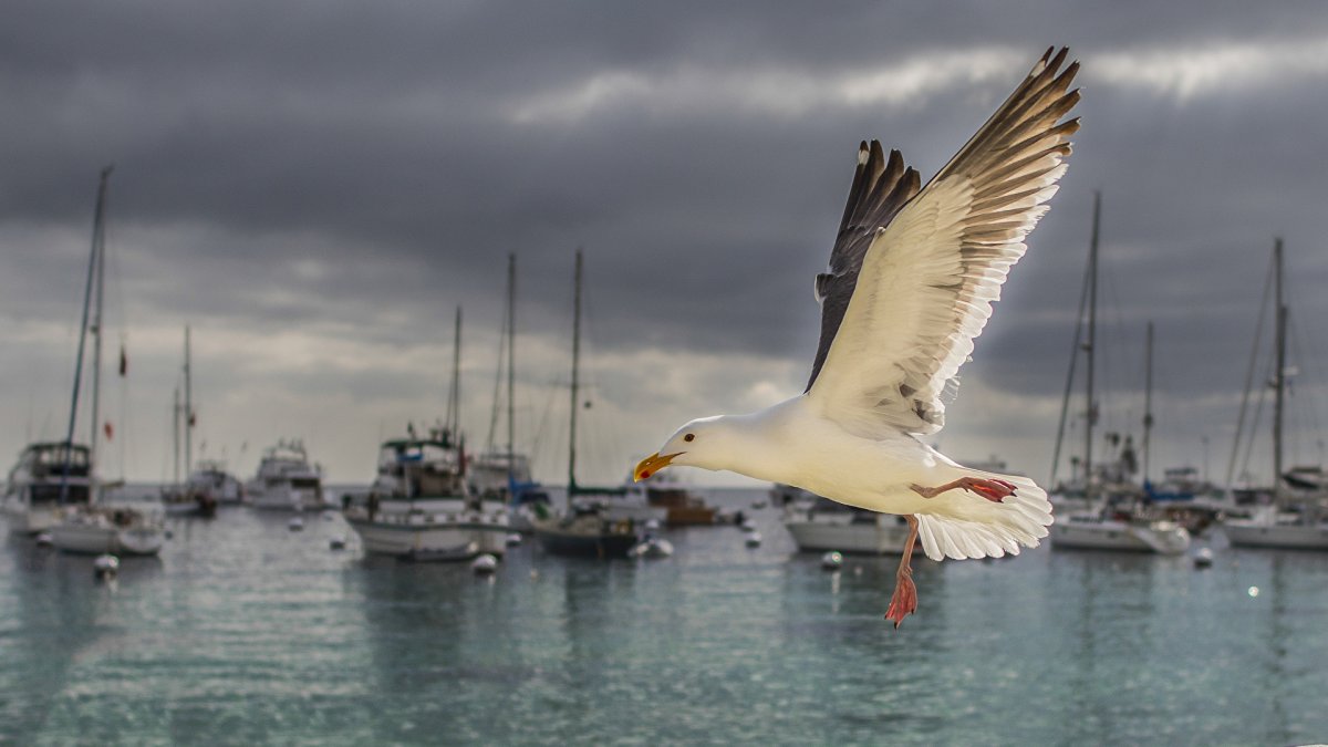 Чайка набережная Севастополь